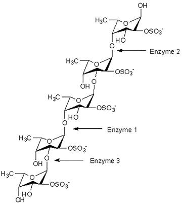 A recent update on fucoidonase: source, Isolation methods and its enzymatic activity